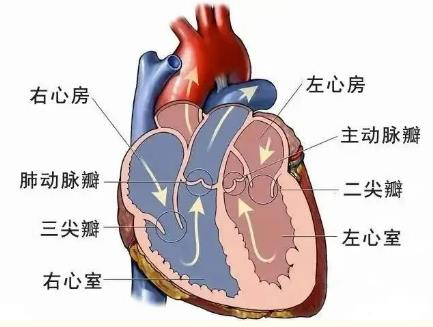 “心门”坏了怎么办?防治心脏瓣膜病一定要注意这些
